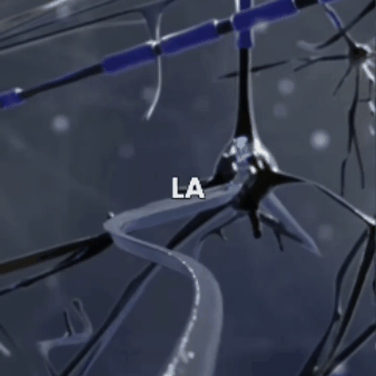 Ashawandha Ksm 66 x 2 unidades